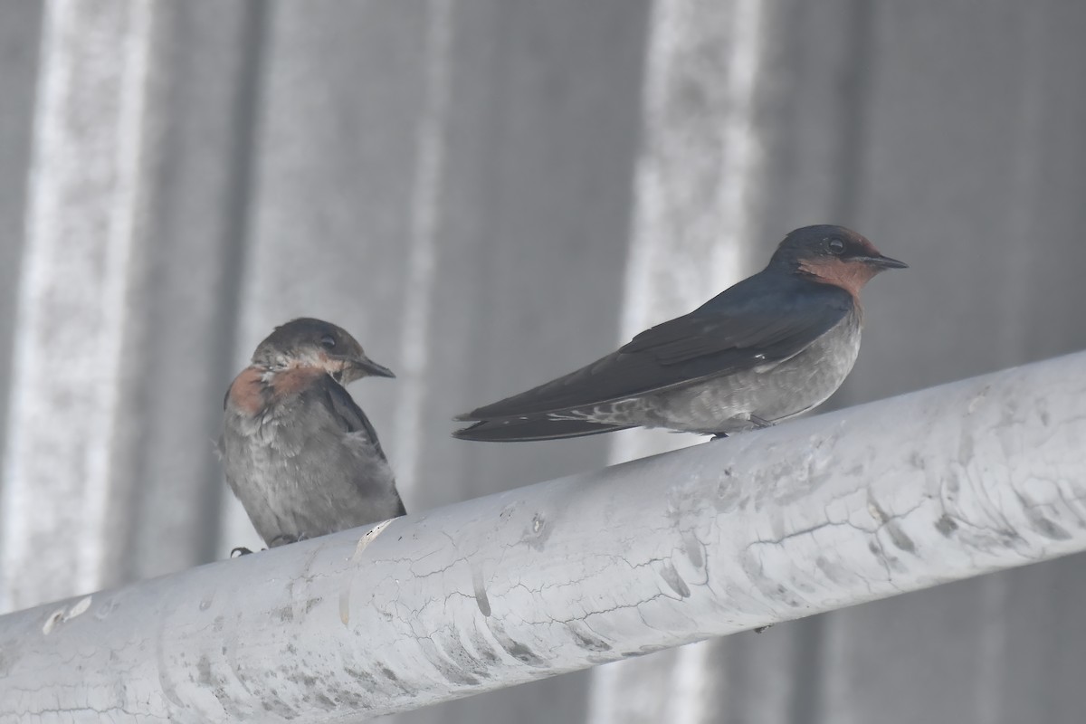 Pacific Swallow - ML619173551