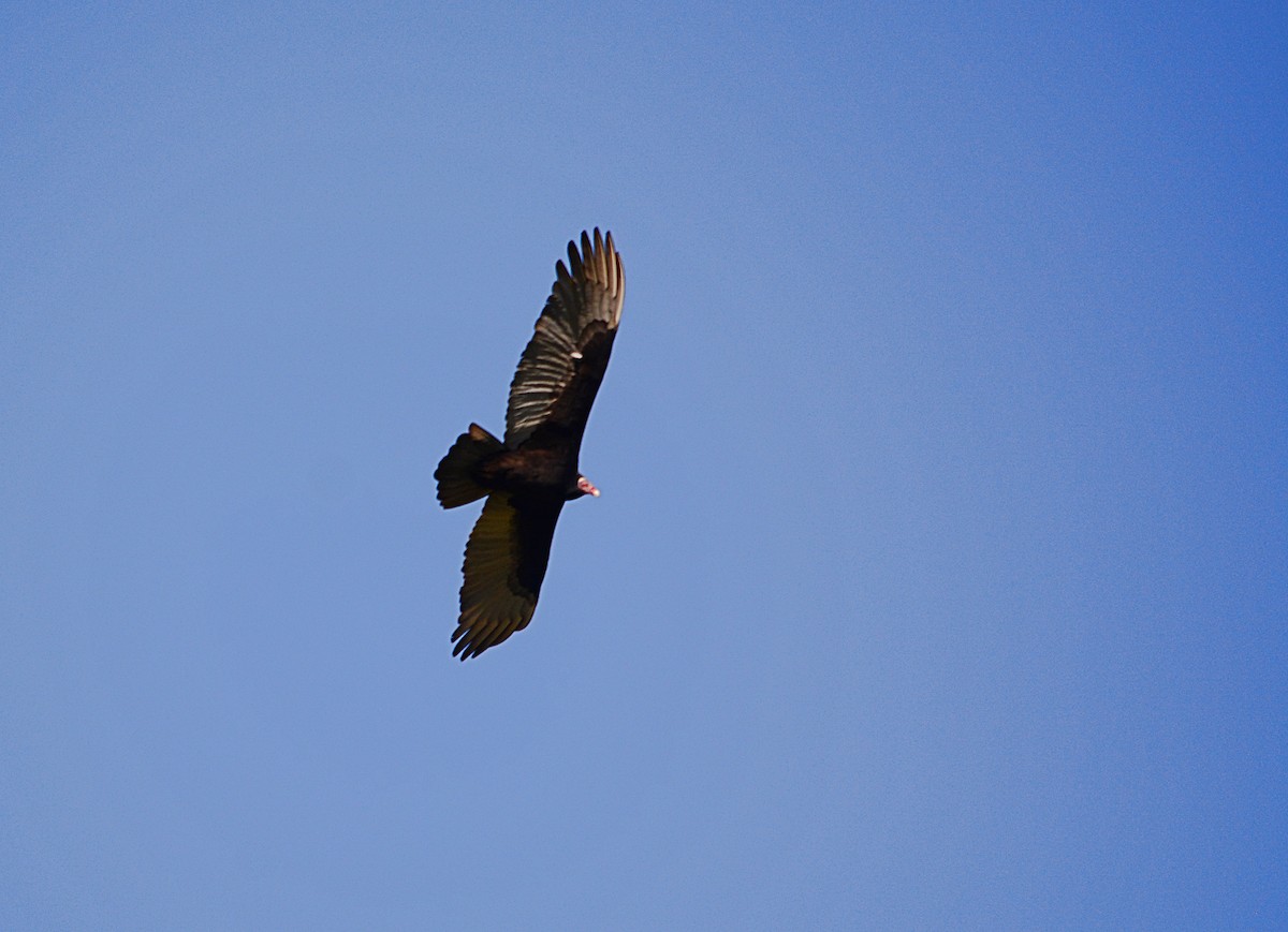 Turkey Vulture - ML619173552