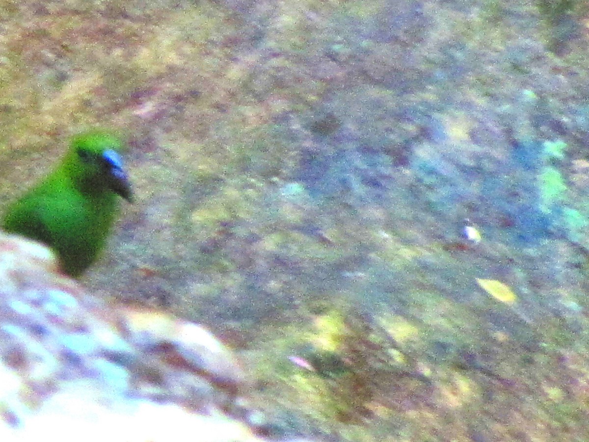 Green-faced Parrotfinch - ML619173562