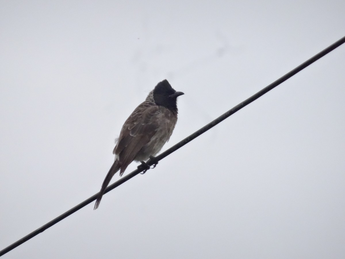 Red-vented Bulbul - ML619173678