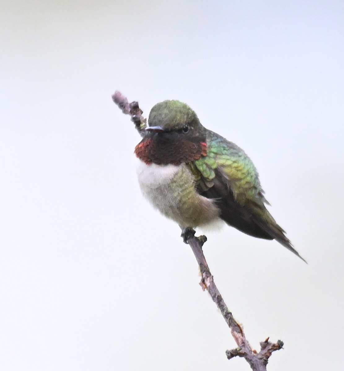 Ruby-throated Hummingbird - ML619173697