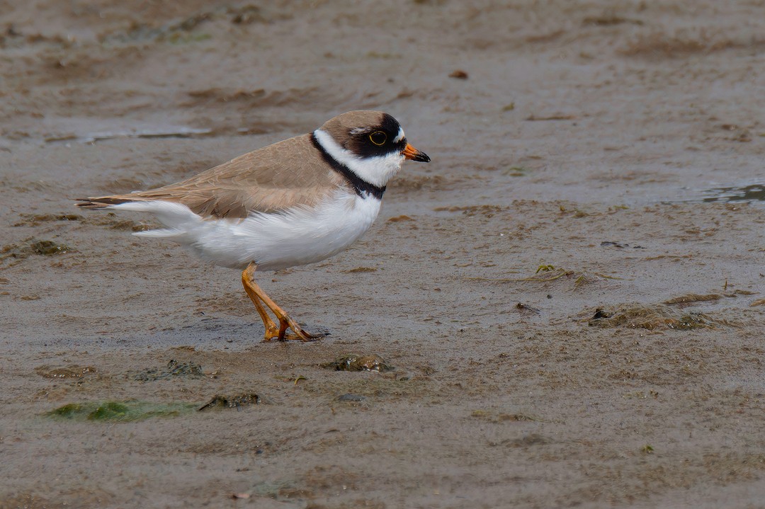 Semipalmated Plover - ML619173763