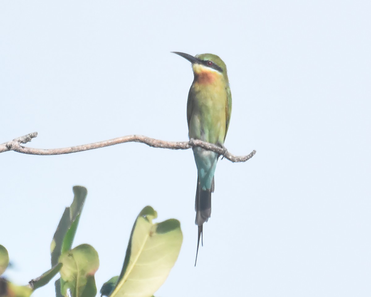 Blue-tailed Bee-eater - ML619173778