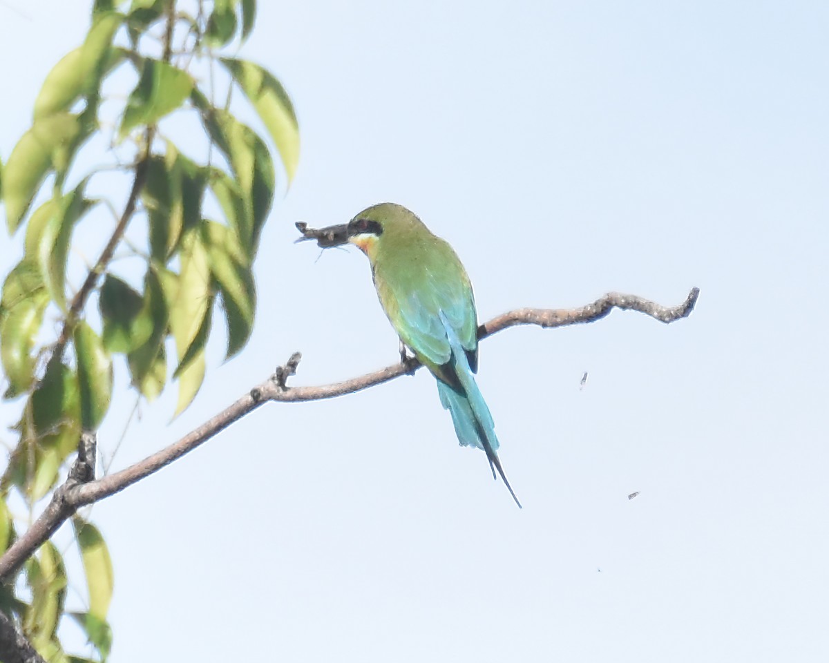 Blue-tailed Bee-eater - ML619173779