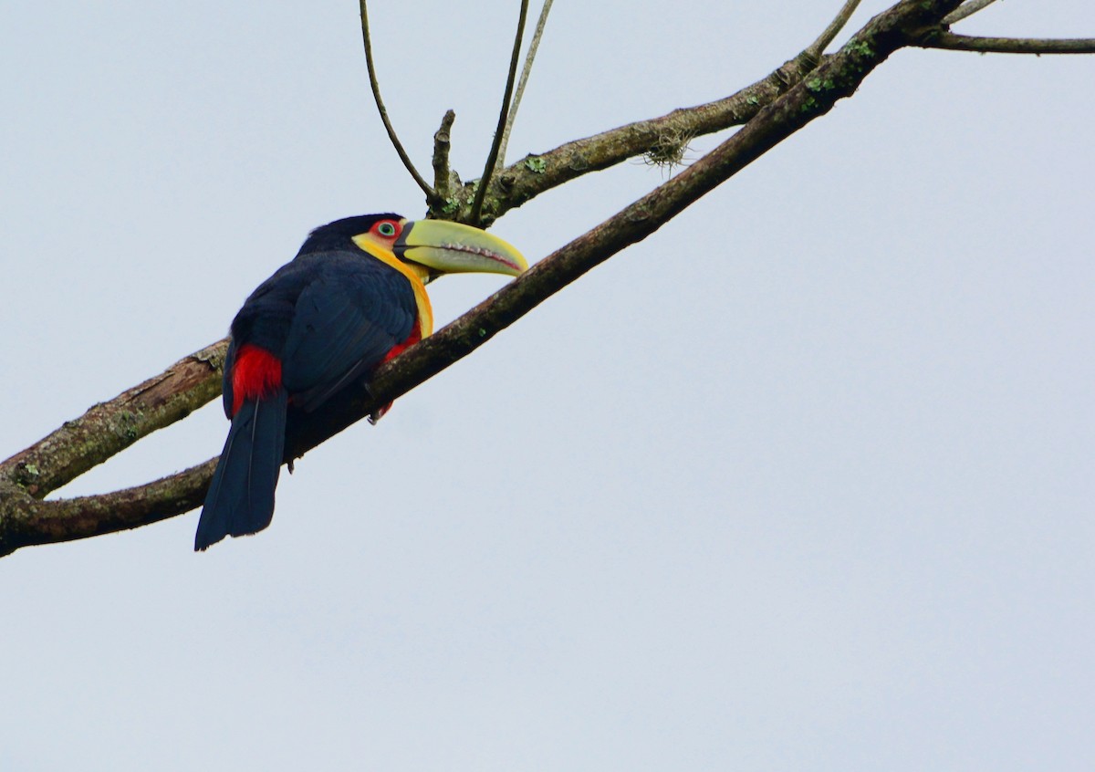 Red-breasted Toucan - ML619173799