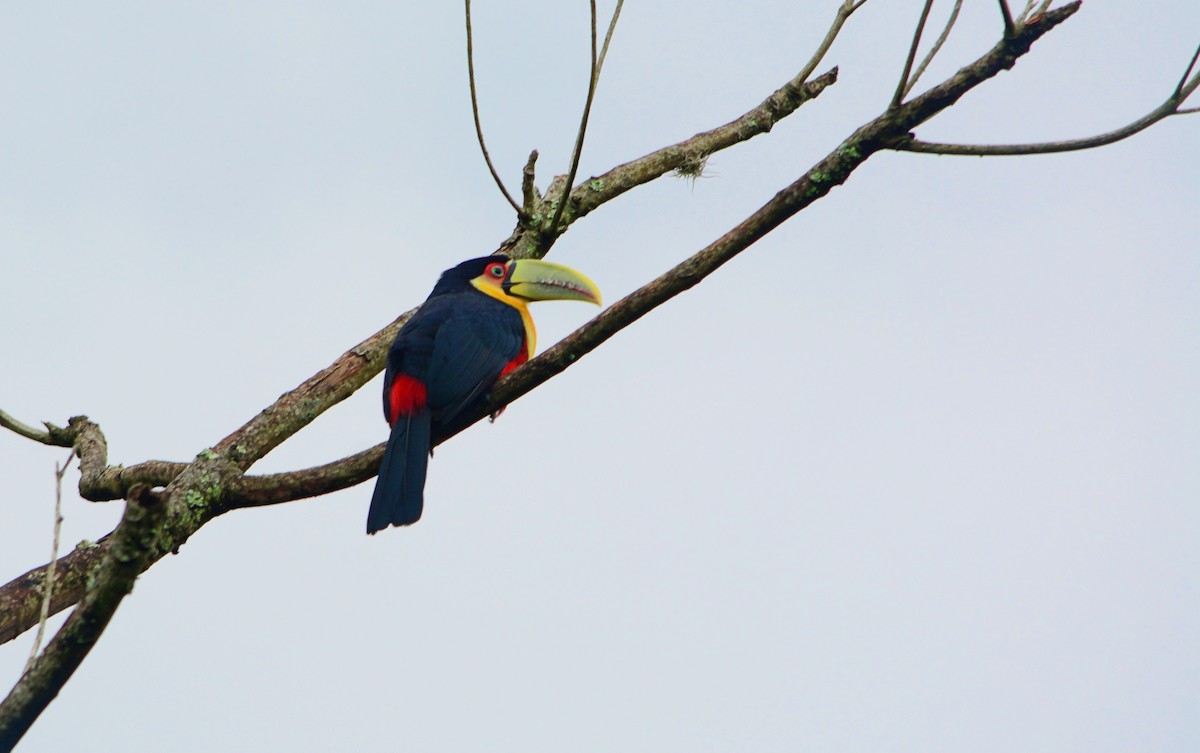 Red-breasted Toucan - ML619173800