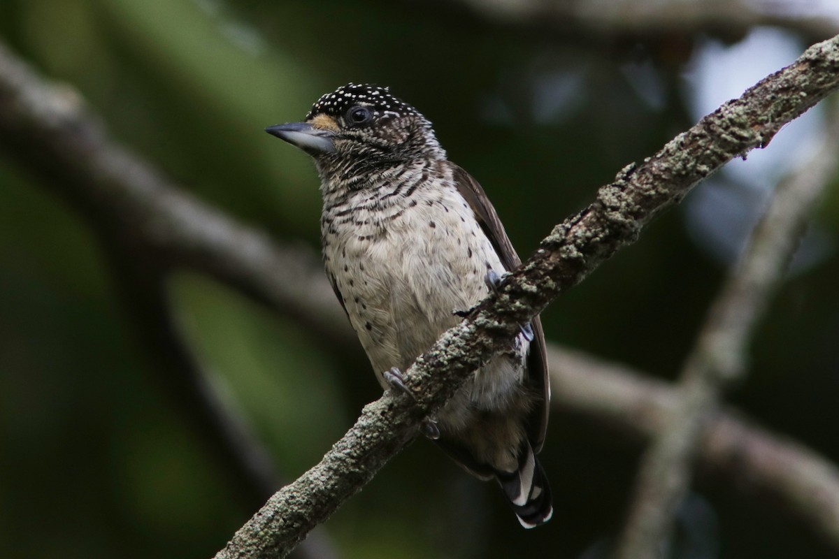 White-bellied Piculet - ML619173842