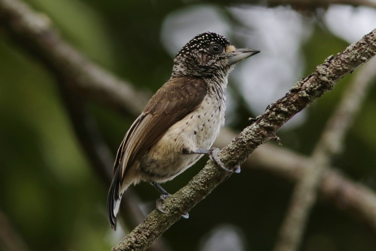White-bellied Piculet - ML619173843
