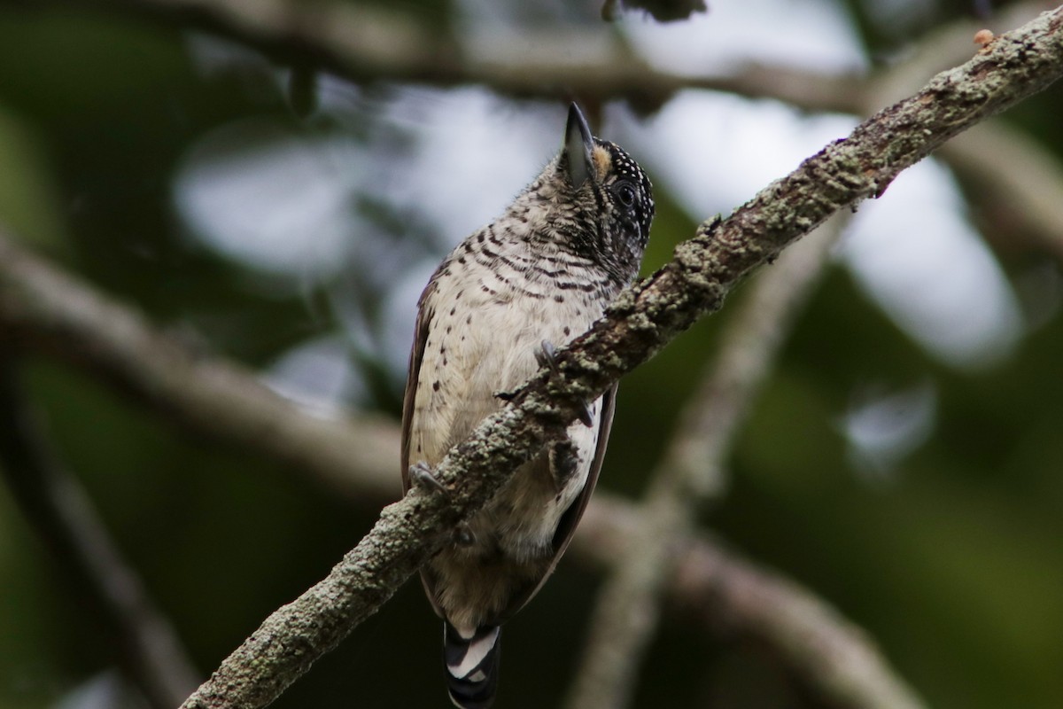 White-bellied Piculet - ML619173844