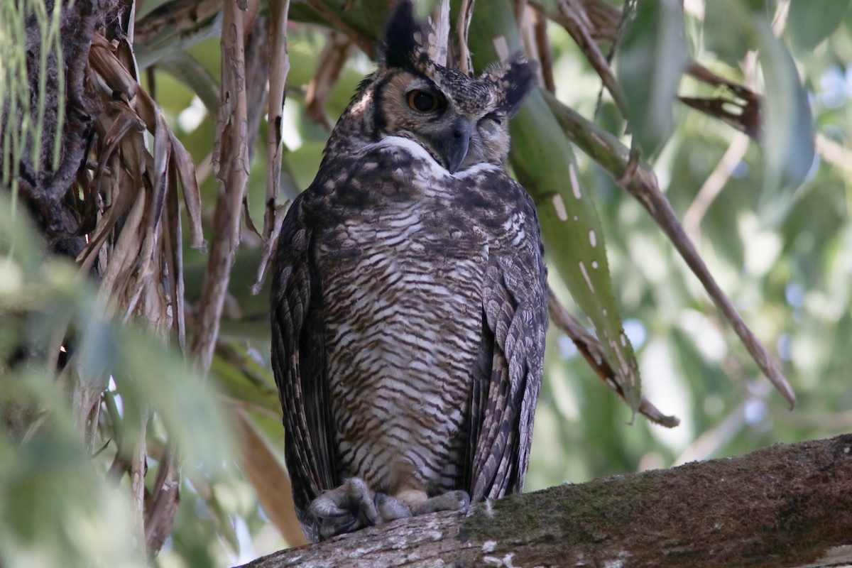 Great Horned Owl - ML619173858