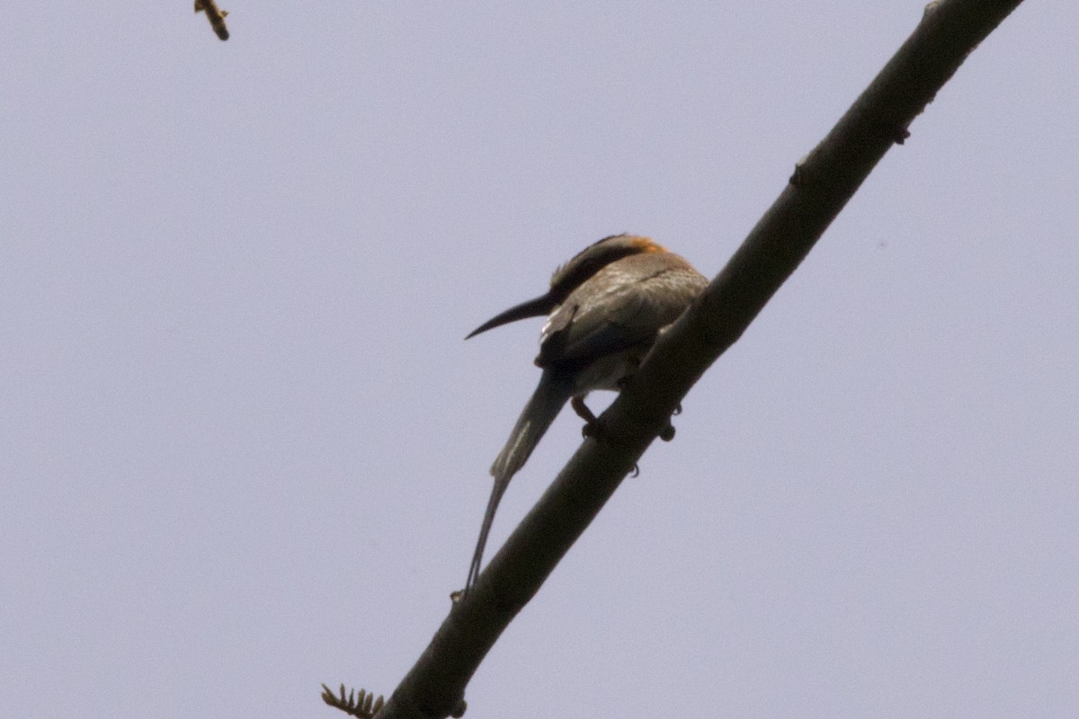White-throated Bee-eater - ML619173864