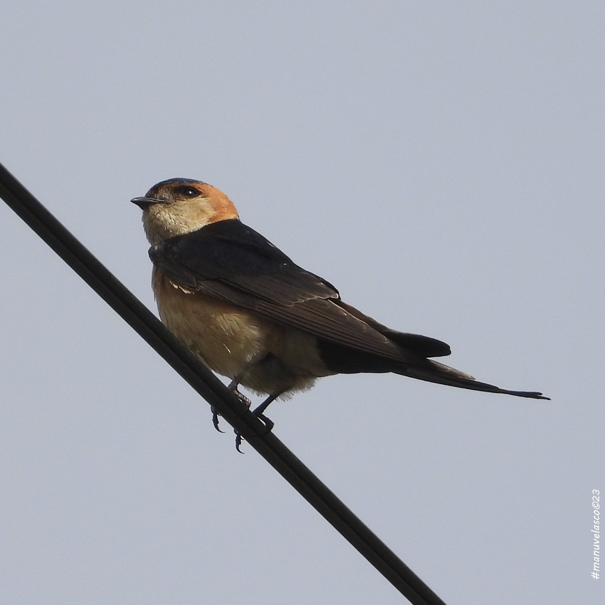 Red-rumped Swallow - ML619173867