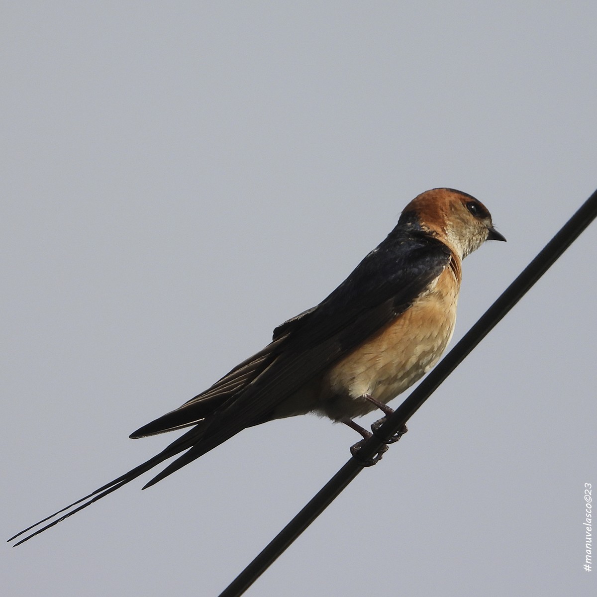 Red-rumped Swallow - ML619173868