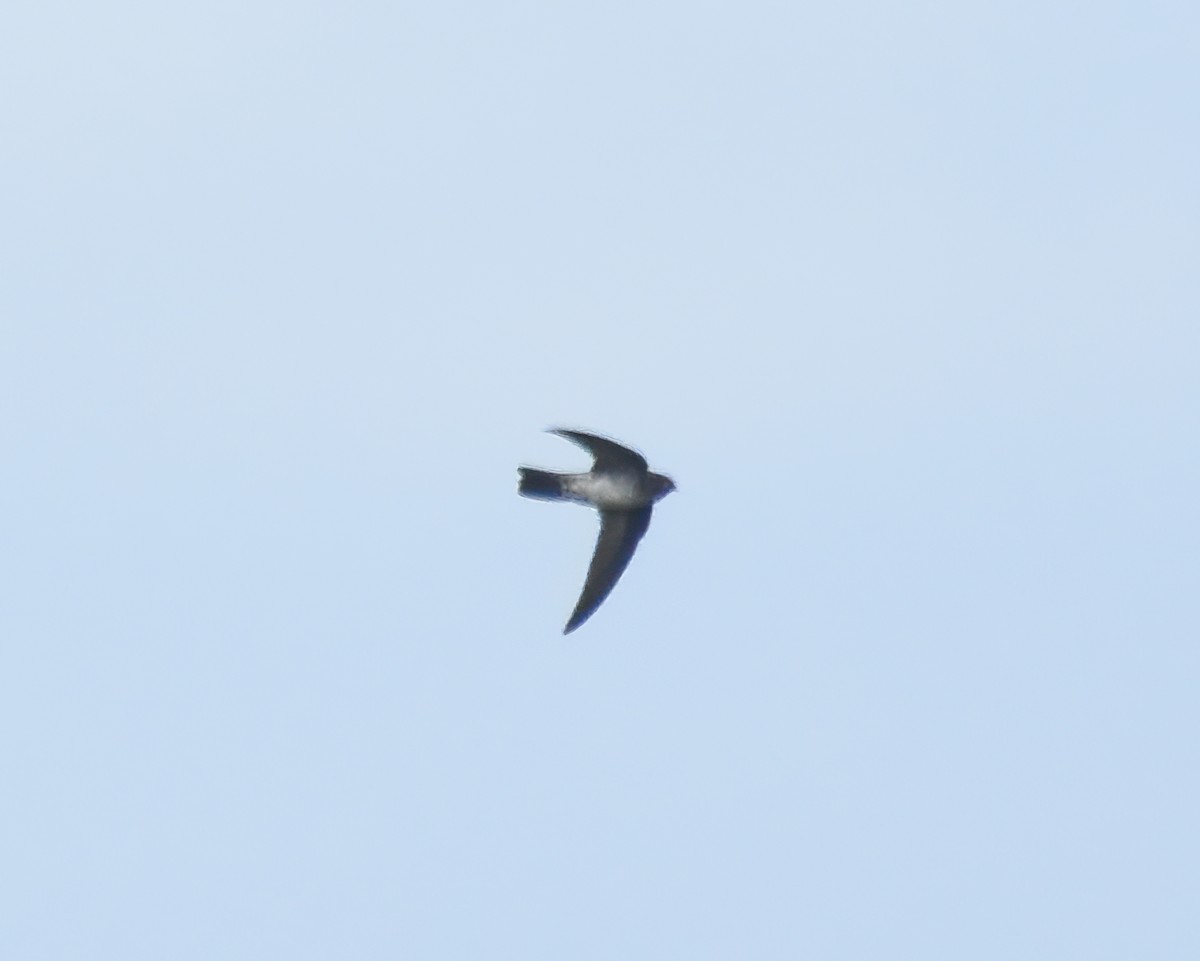 Cave Swiftlet - ML619173887