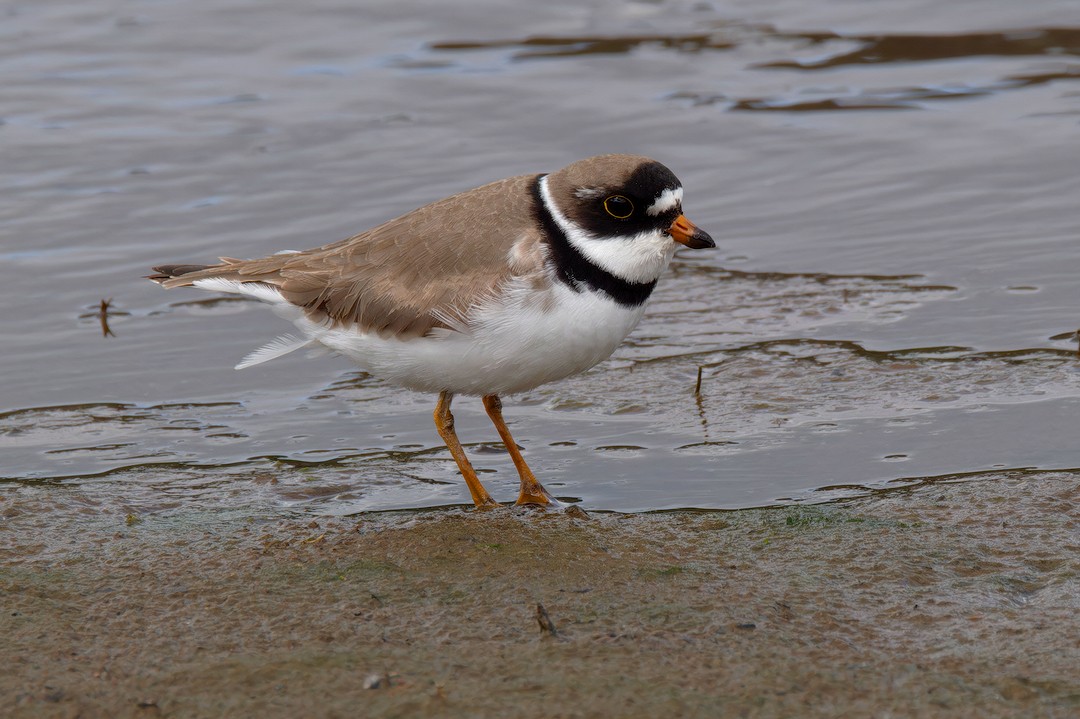 Semipalmated Plover - ML619173890