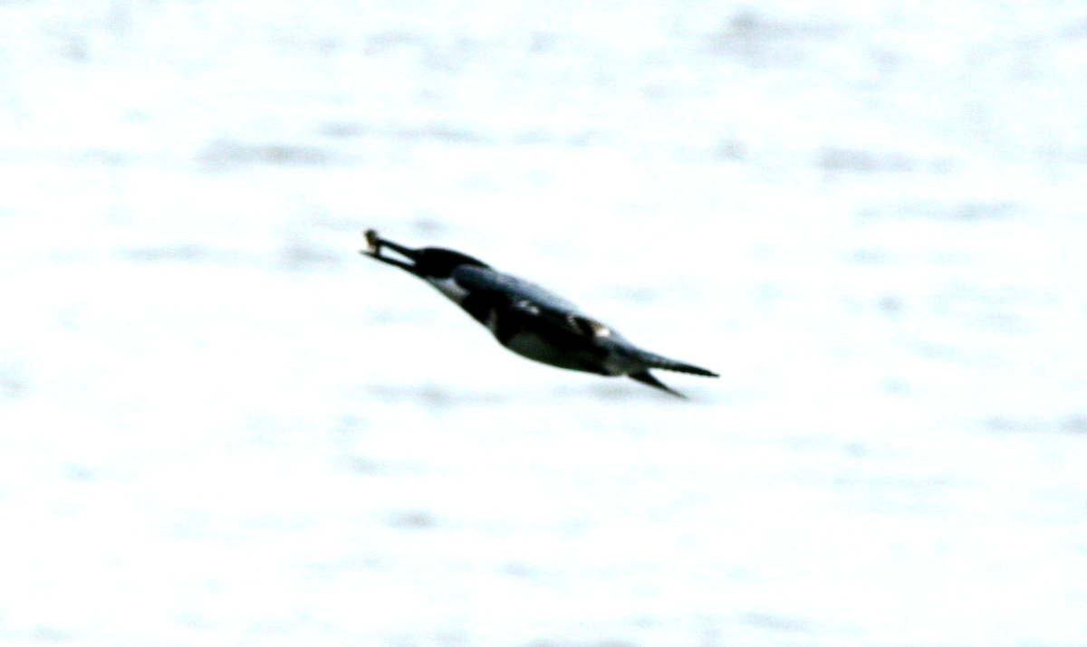 Belted Kingfisher - ML619173903