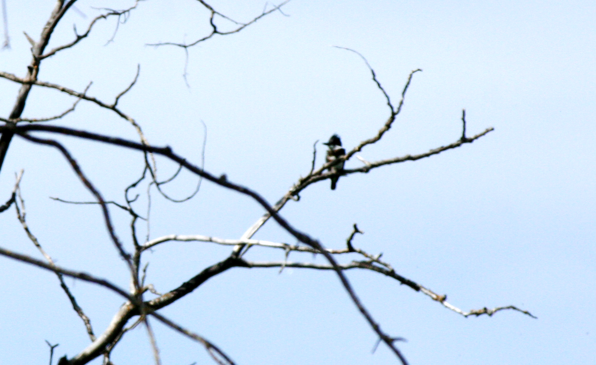 Belted Kingfisher - ML619173905