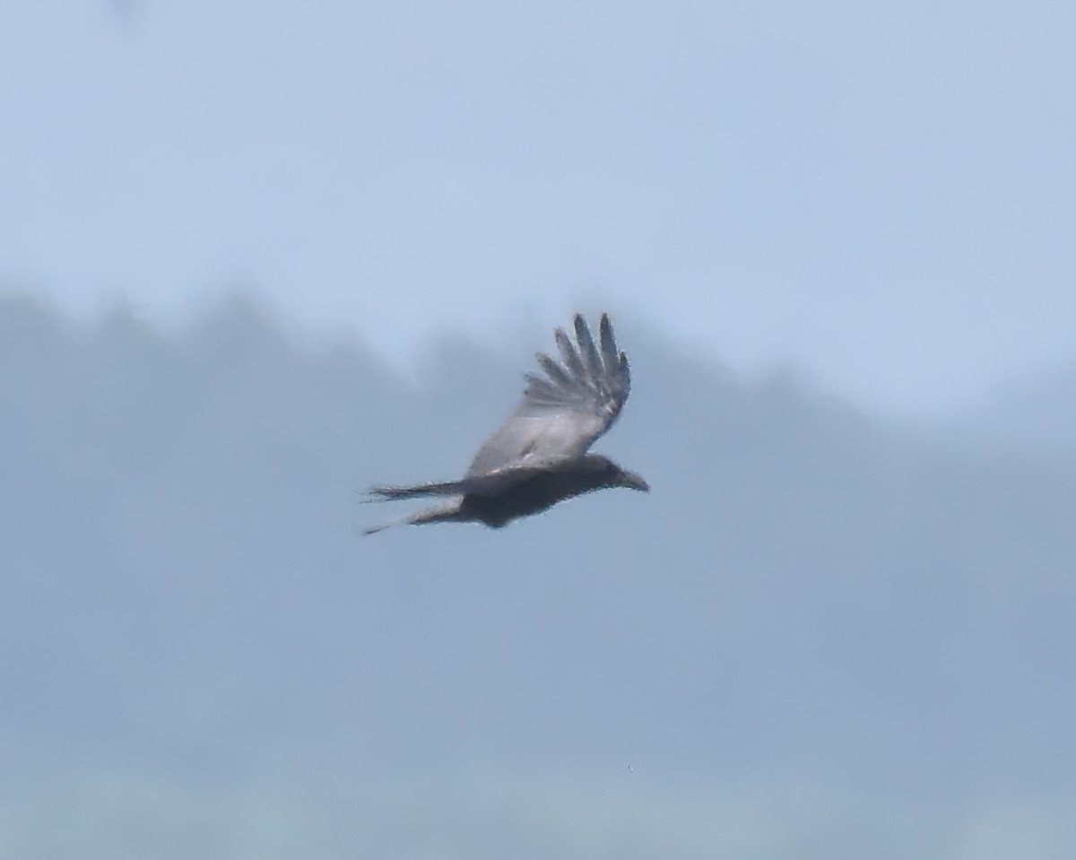 Large-billed Crow - ML619173909