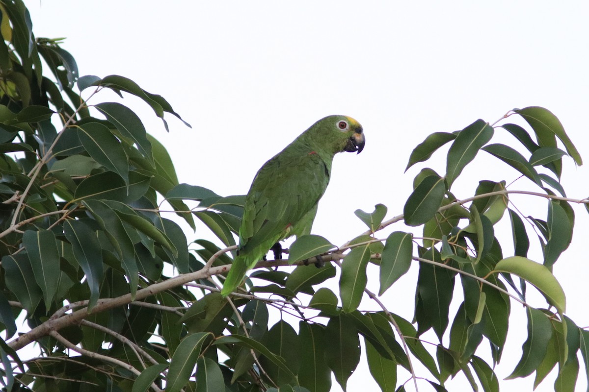 Yellow-crowned Parrot - ML619173944