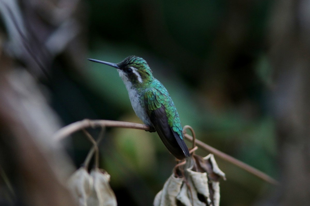 Blue-tailed Emerald - ML619173963