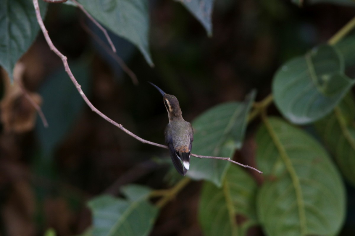 Гвианский колибри-отшельник - ML619173964