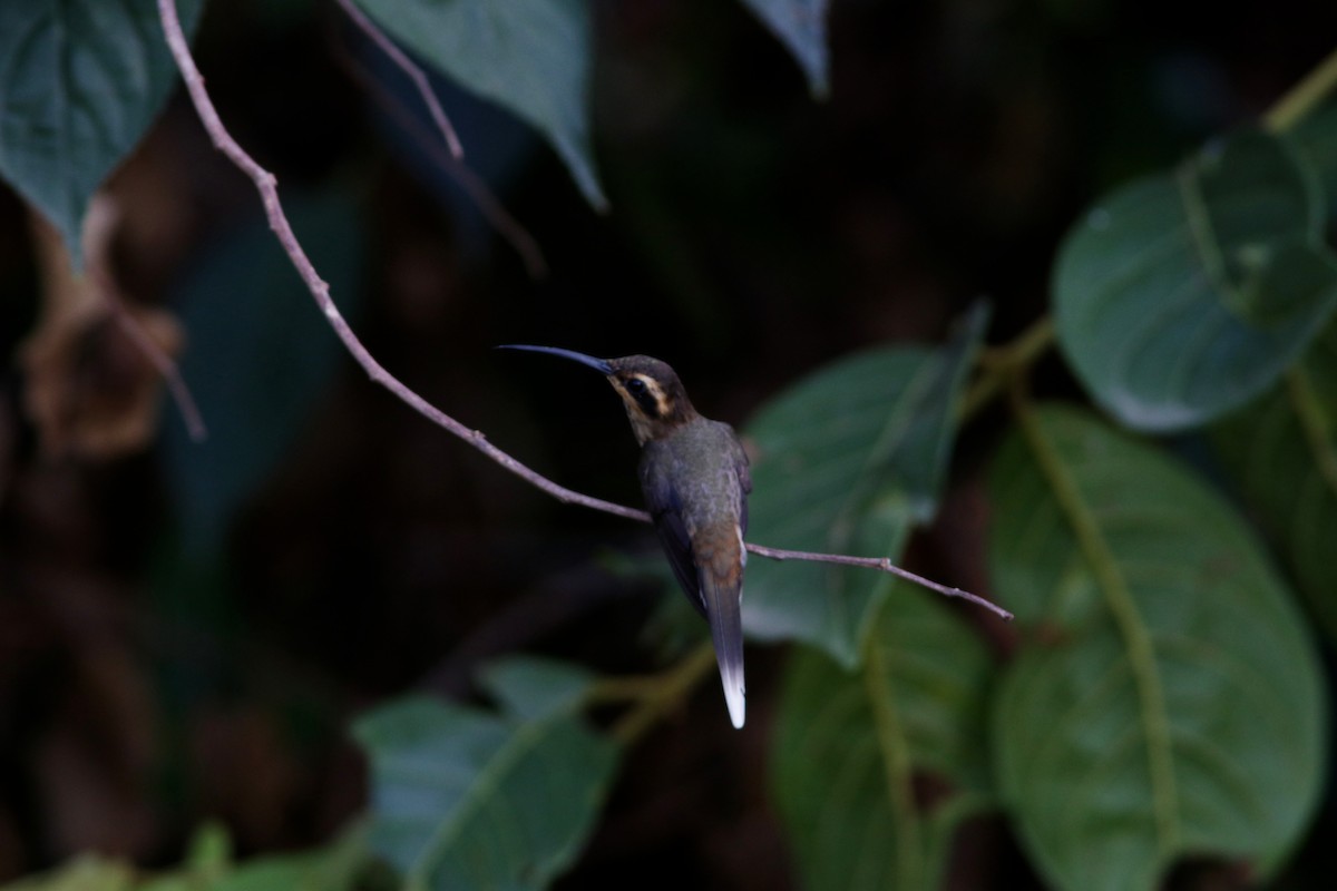 Гвианский колибри-отшельник - ML619173965