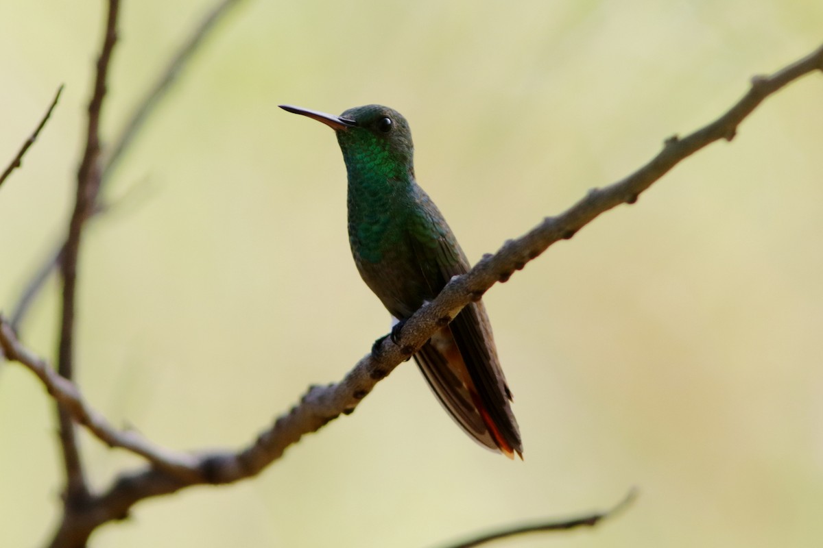 Copper-tailed Hummingbird - ML619173968