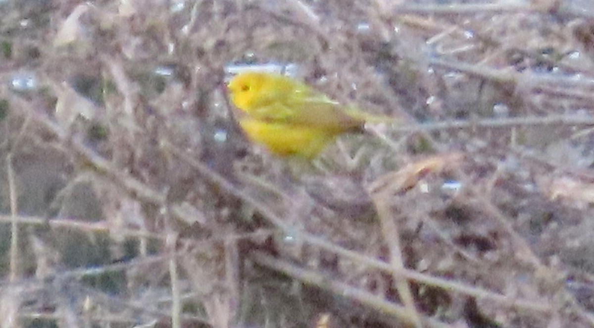 Yellow Warbler - ML619173970