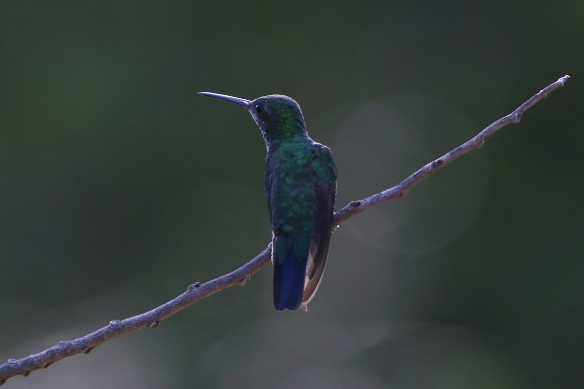 kolibřík modrobradý - ML619173989