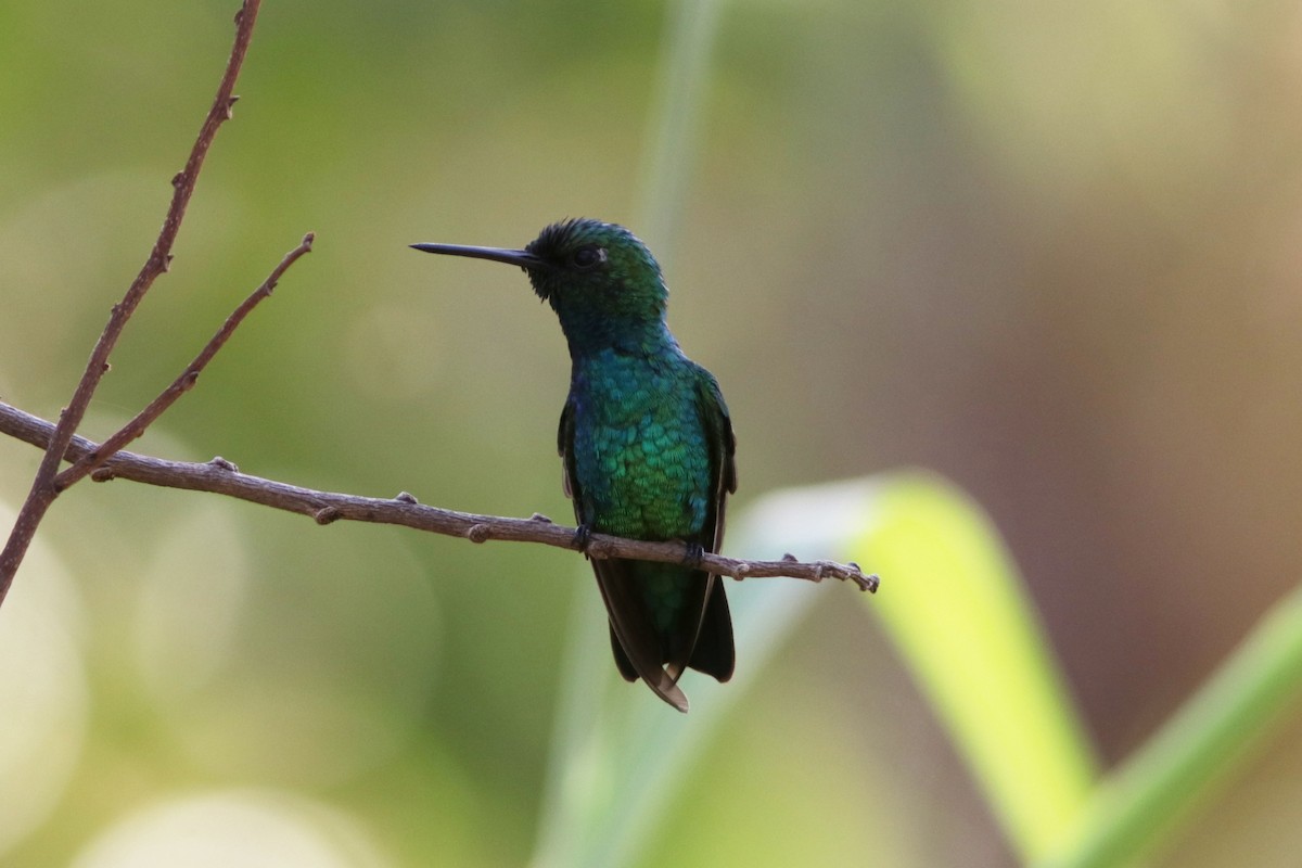 Blue-tailed Emerald - ML619173997