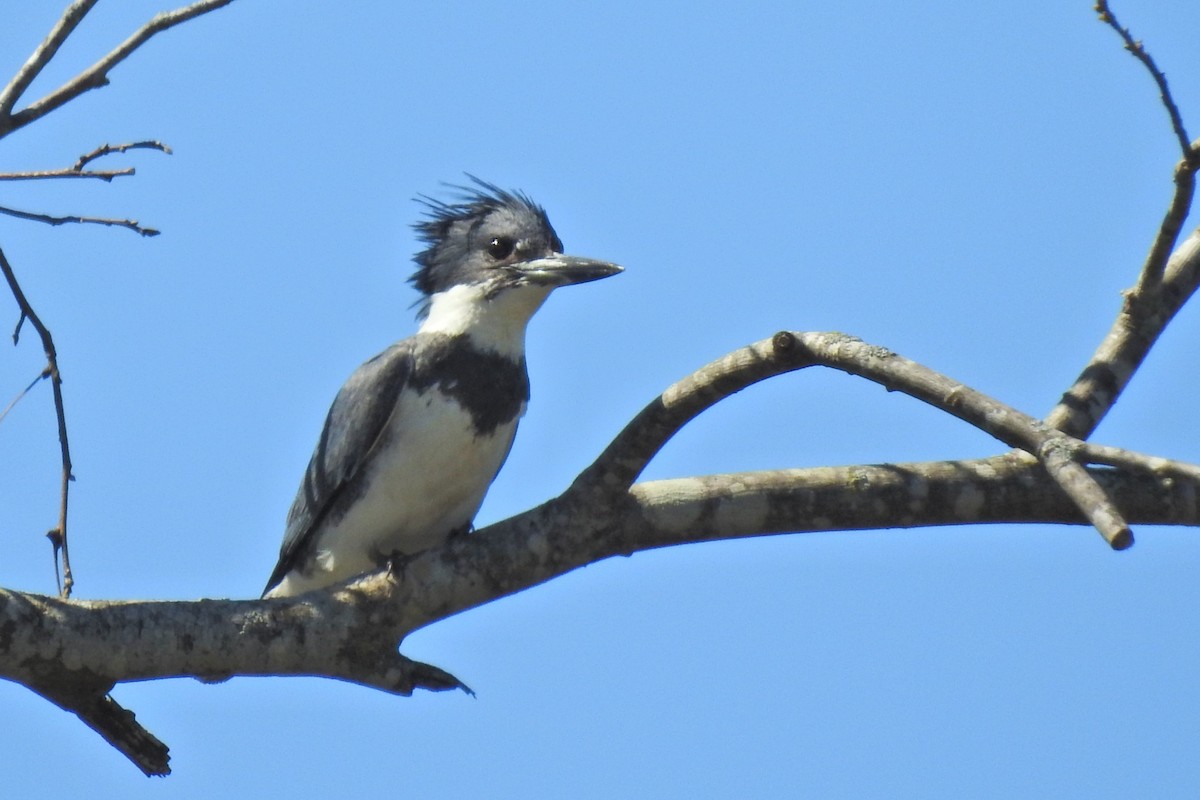 Belted Kingfisher - ML619174000