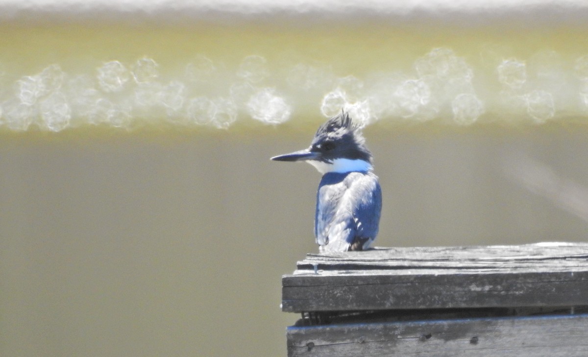 Belted Kingfisher - ML619174002