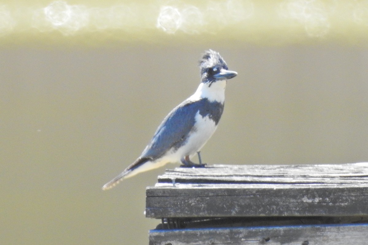 Belted Kingfisher - ML619174003