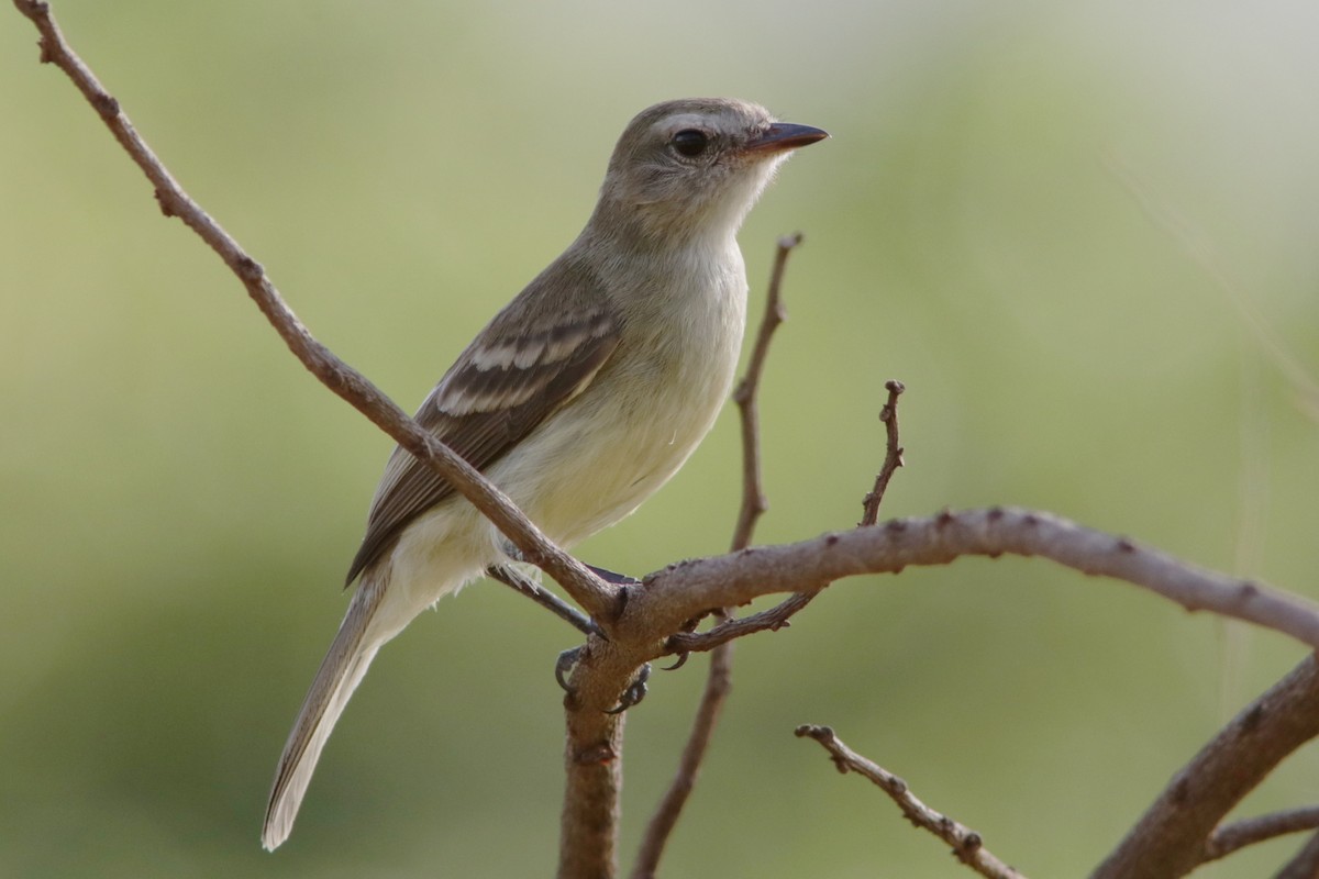 Northern Mouse-colored Tyrannulet - ML619174005