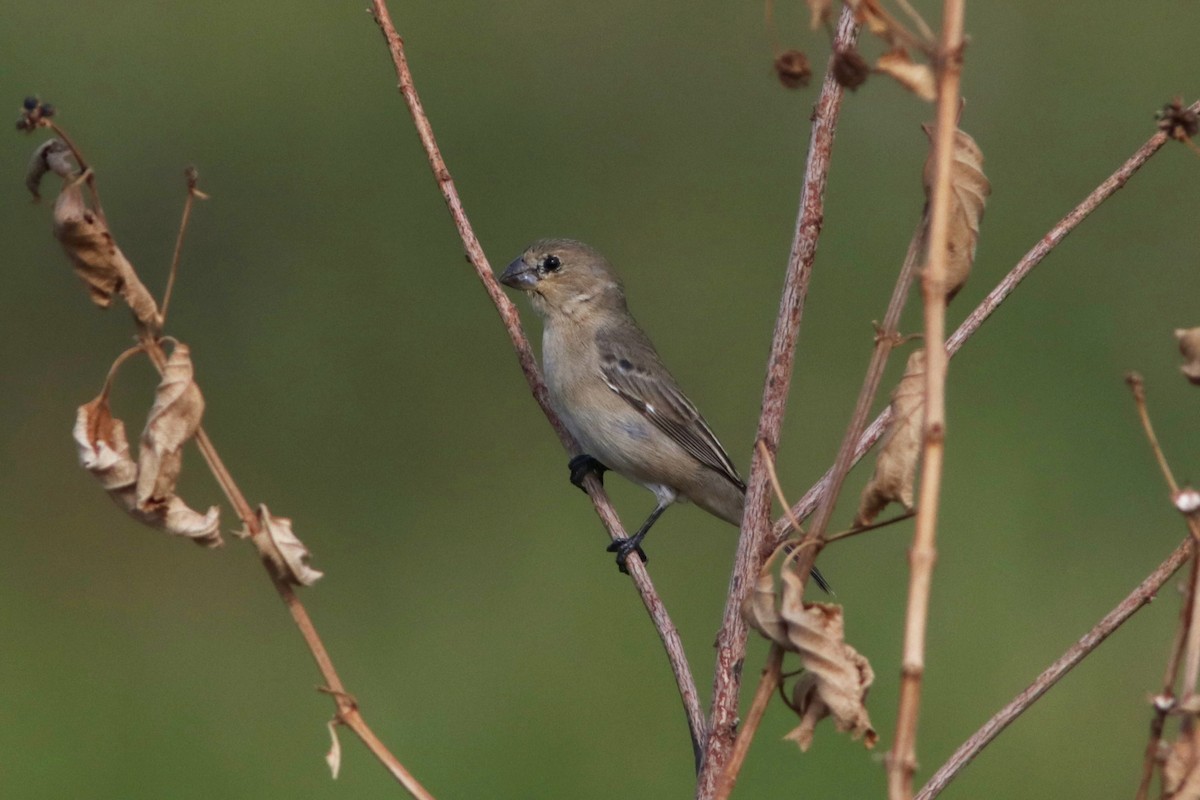 Gray Seedeater - ML619174016
