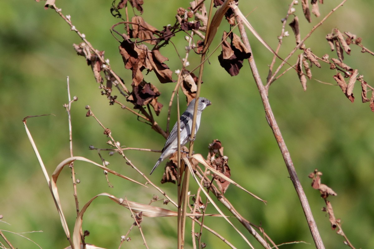 Gray Seedeater - ML619174017
