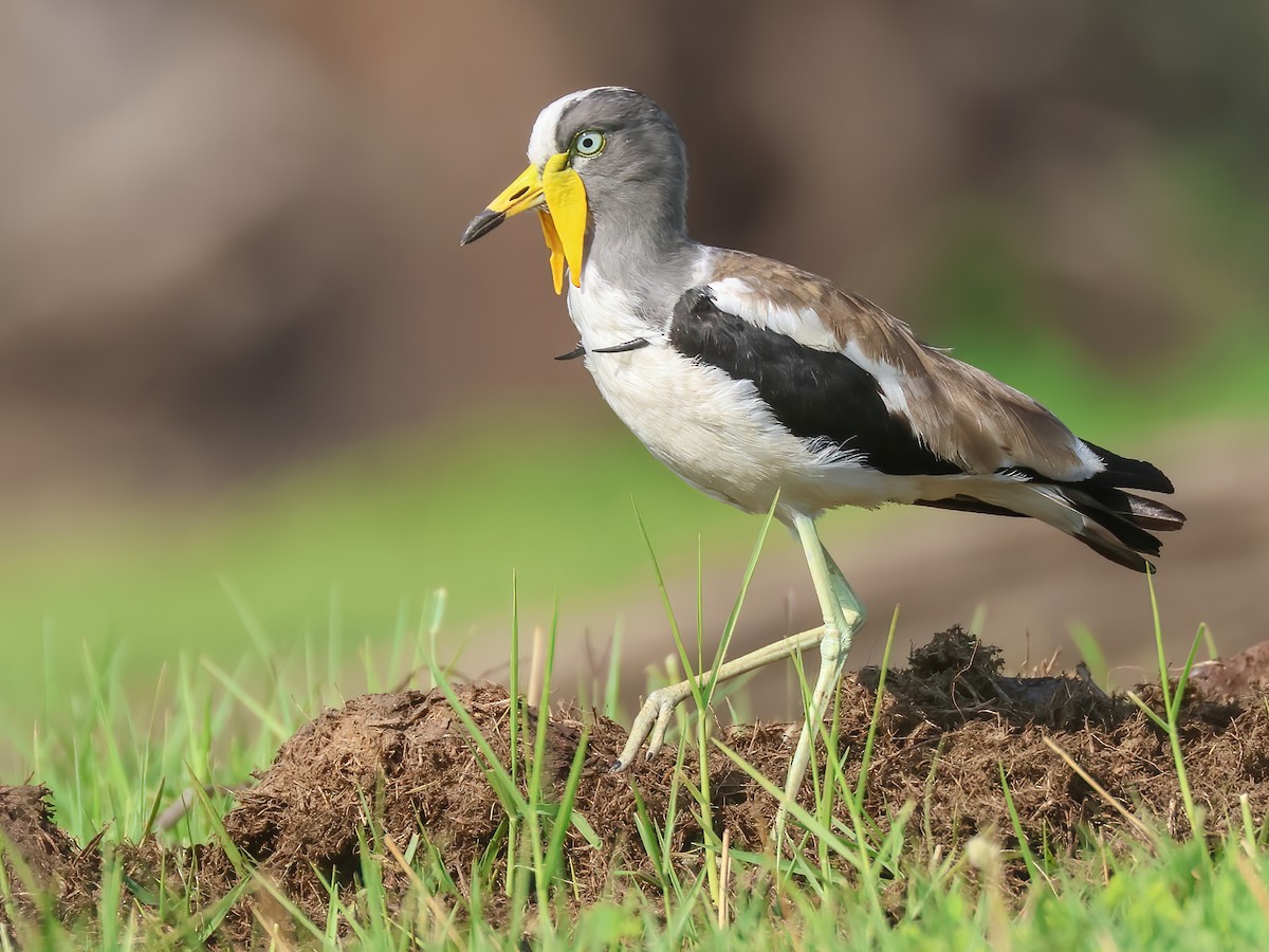 White-crowned Lapwing - Vanellus albiceps - Birds of the World