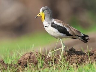  - White-crowned Lapwing