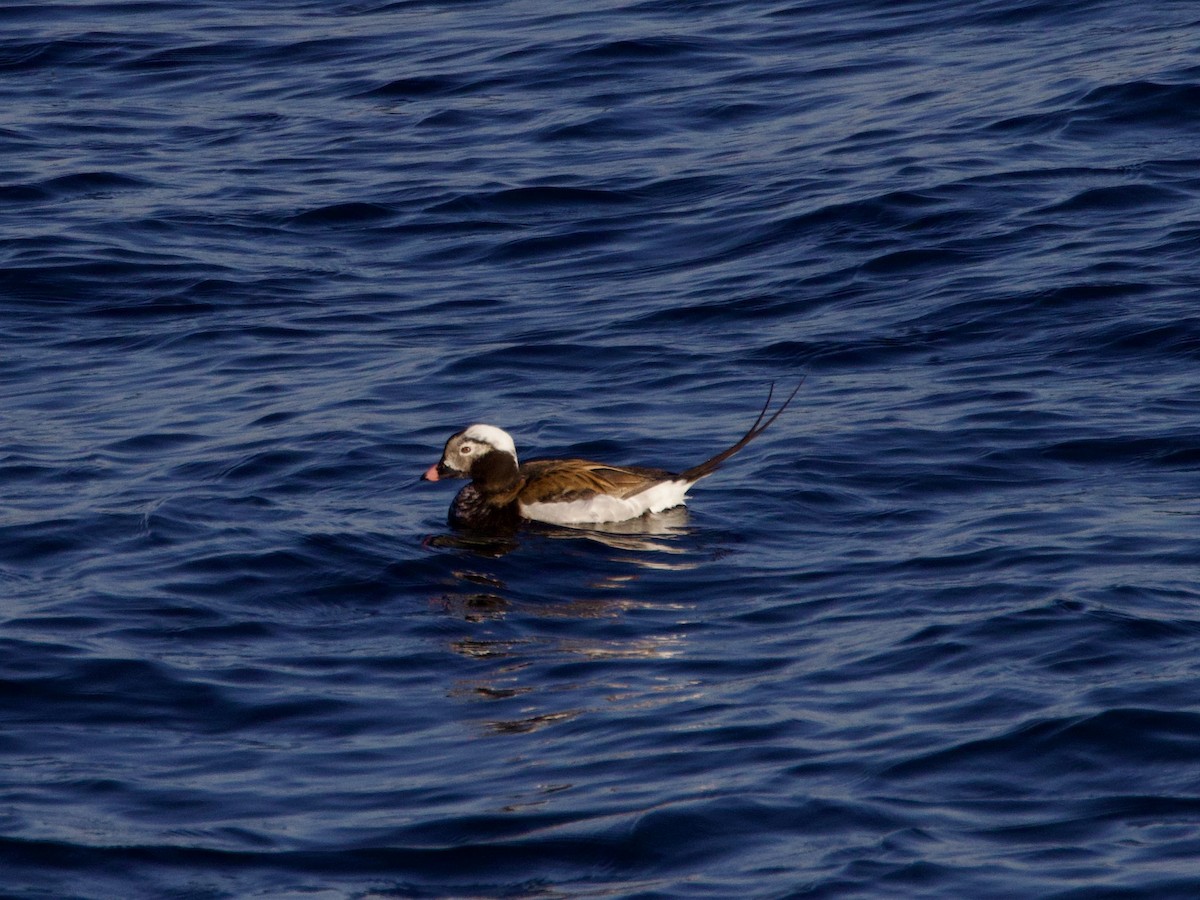 Long-tailed Duck - ML619174029