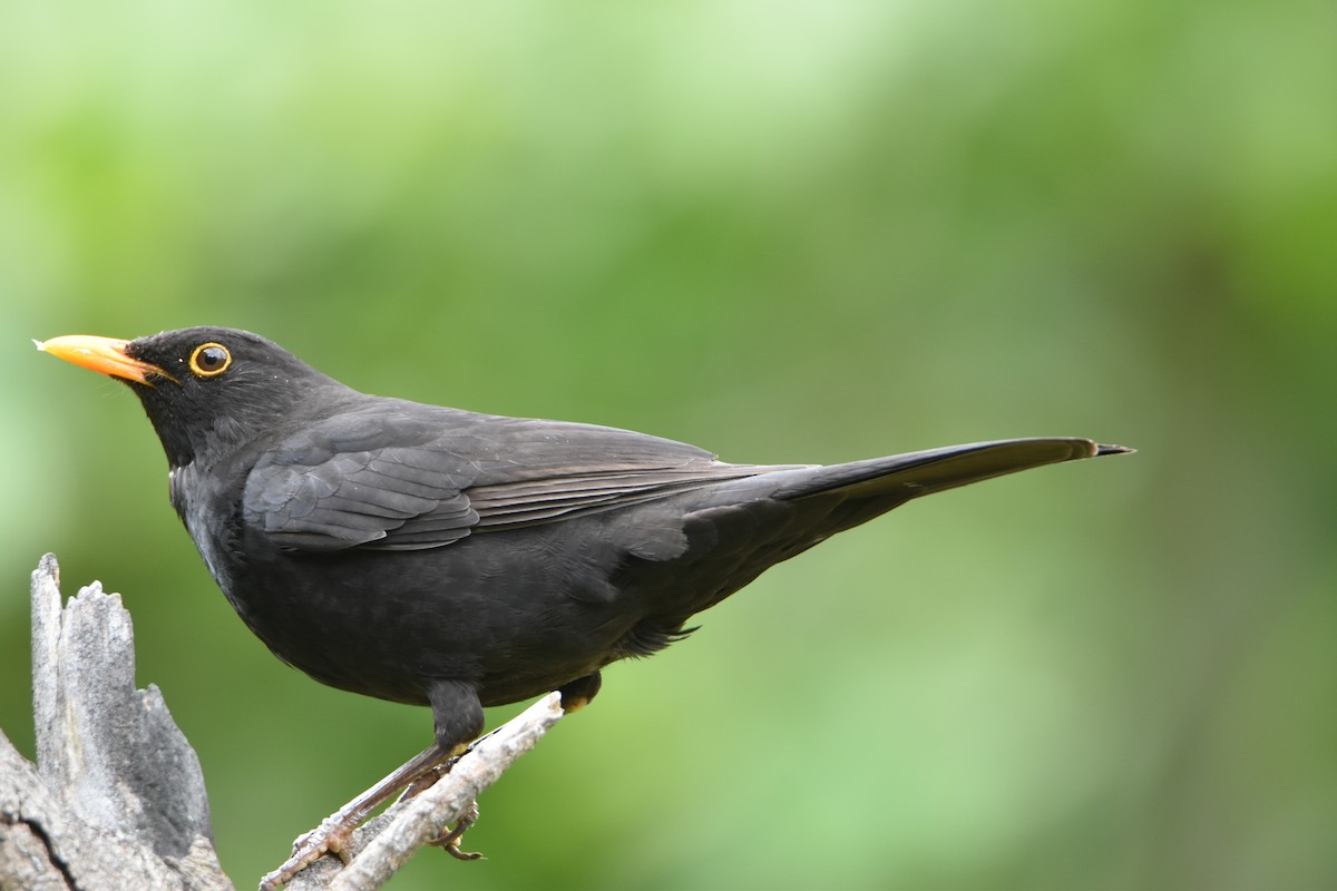 Eurasian Blackbird - ML619174075