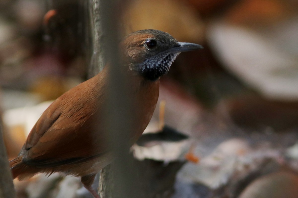 Hoary-throated Spinetail - ML619174111
