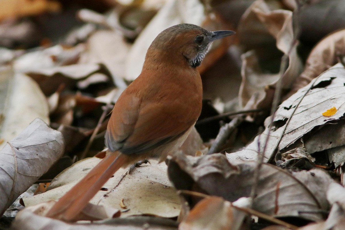 Hoary-throated Spinetail - ML619174112