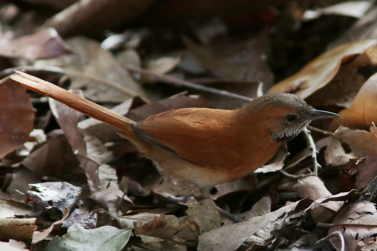 Hoary-throated Spinetail - ML619174113