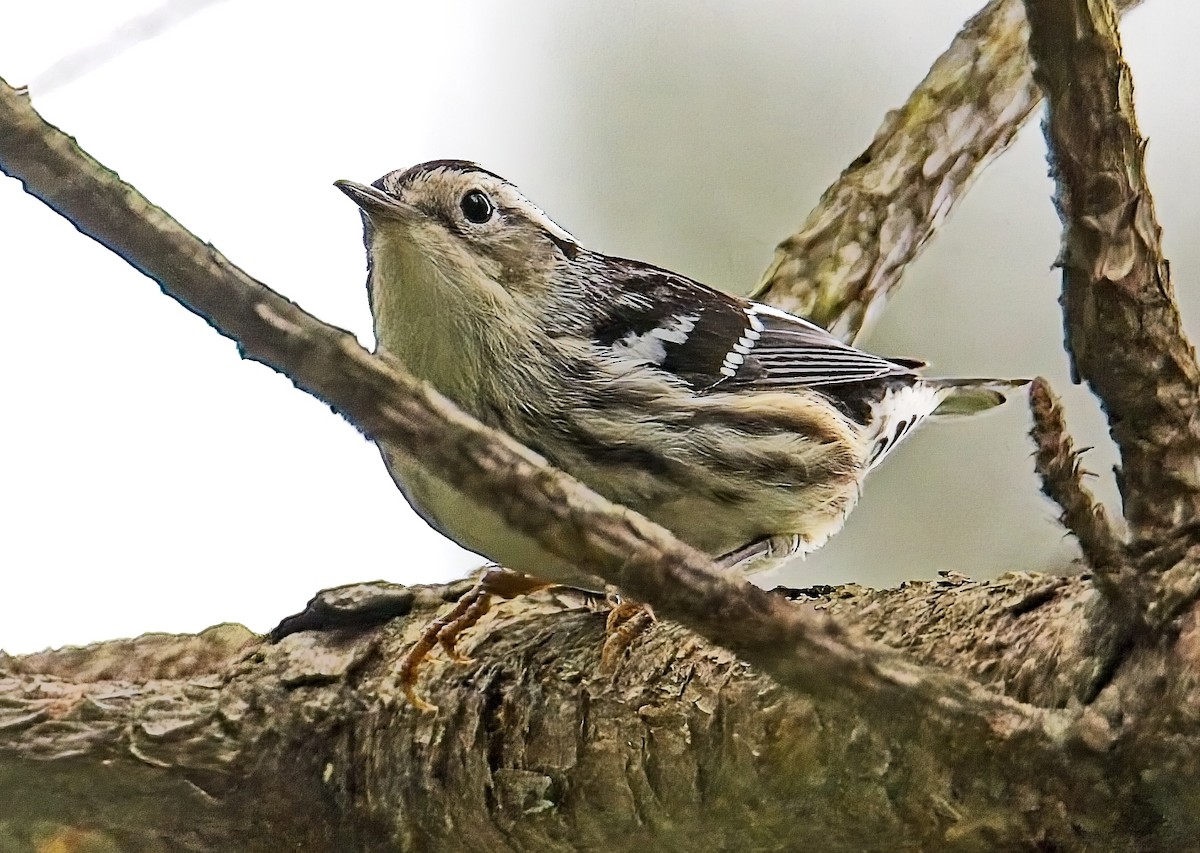 Black-and-white Warbler - ML619174181