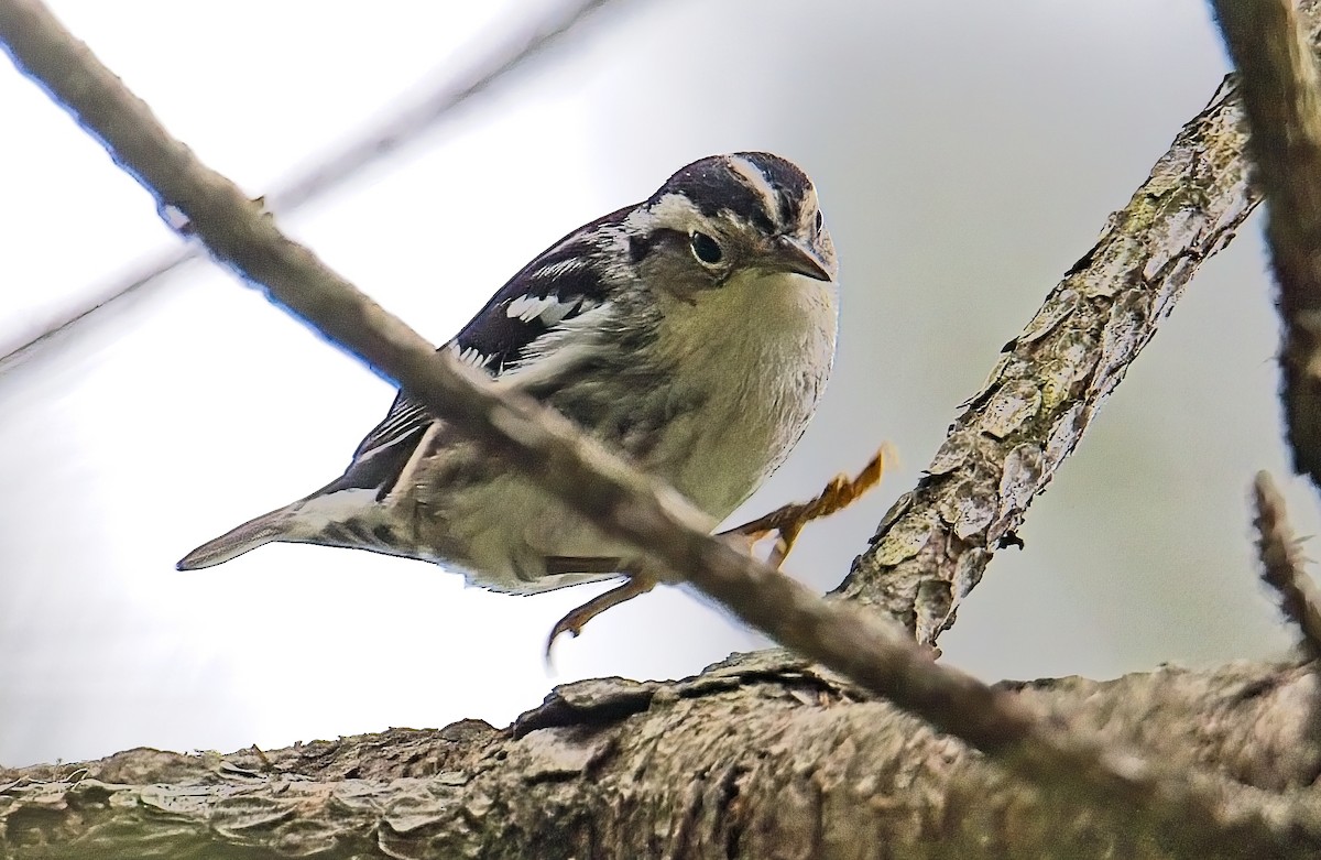 Black-and-white Warbler - ML619174182