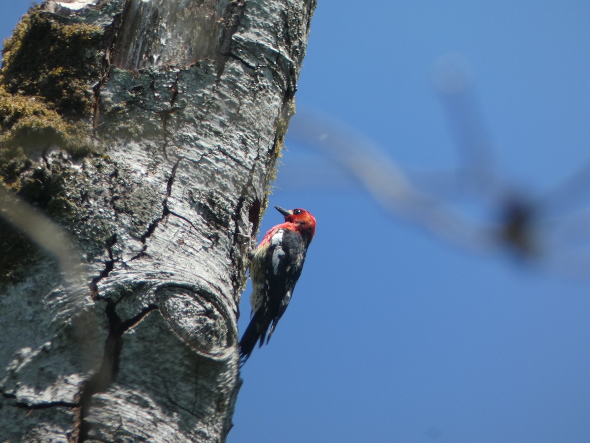 Red-breasted Sapsucker - ML619174185