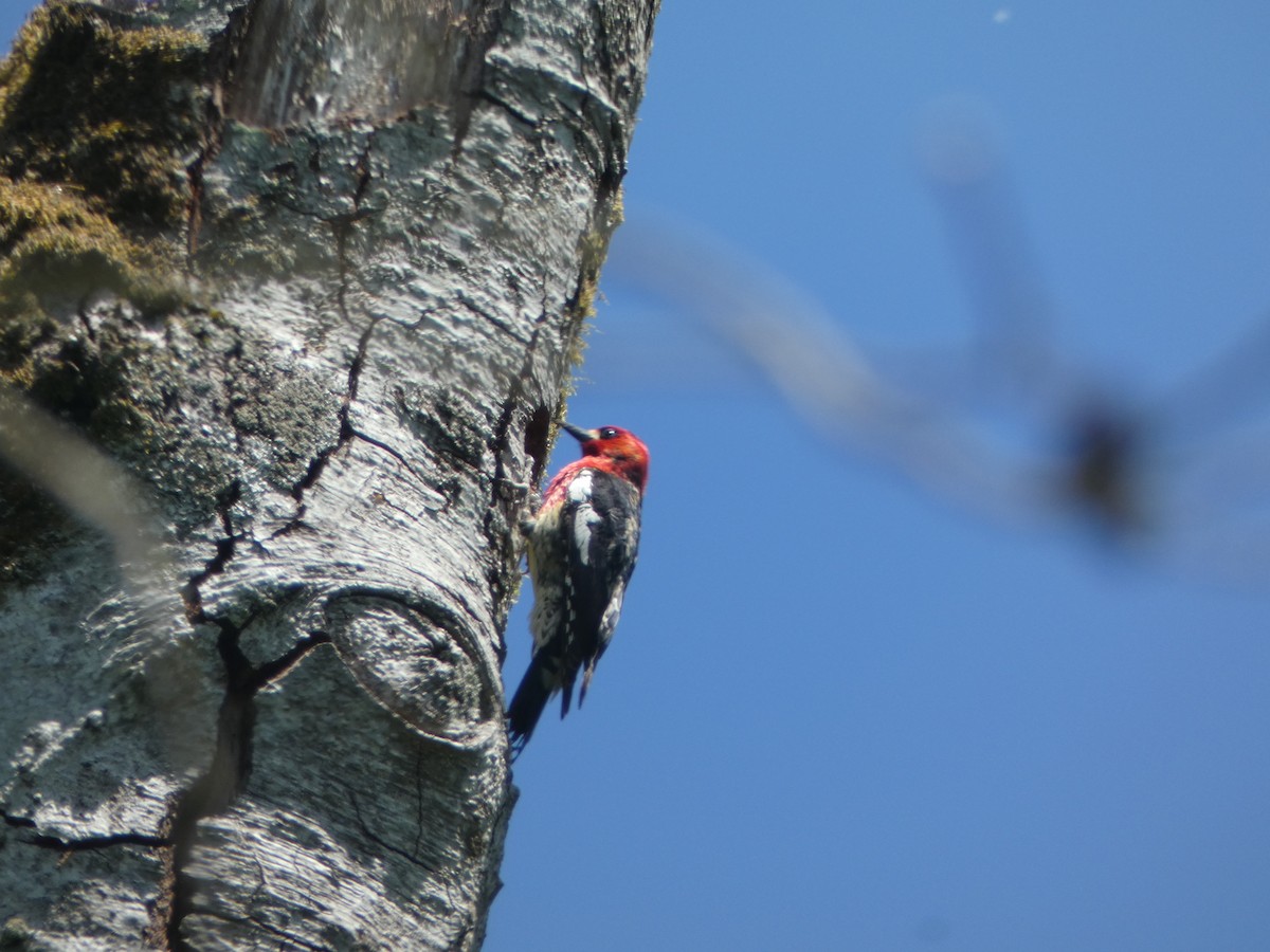 Red-breasted Sapsucker - ML619174186