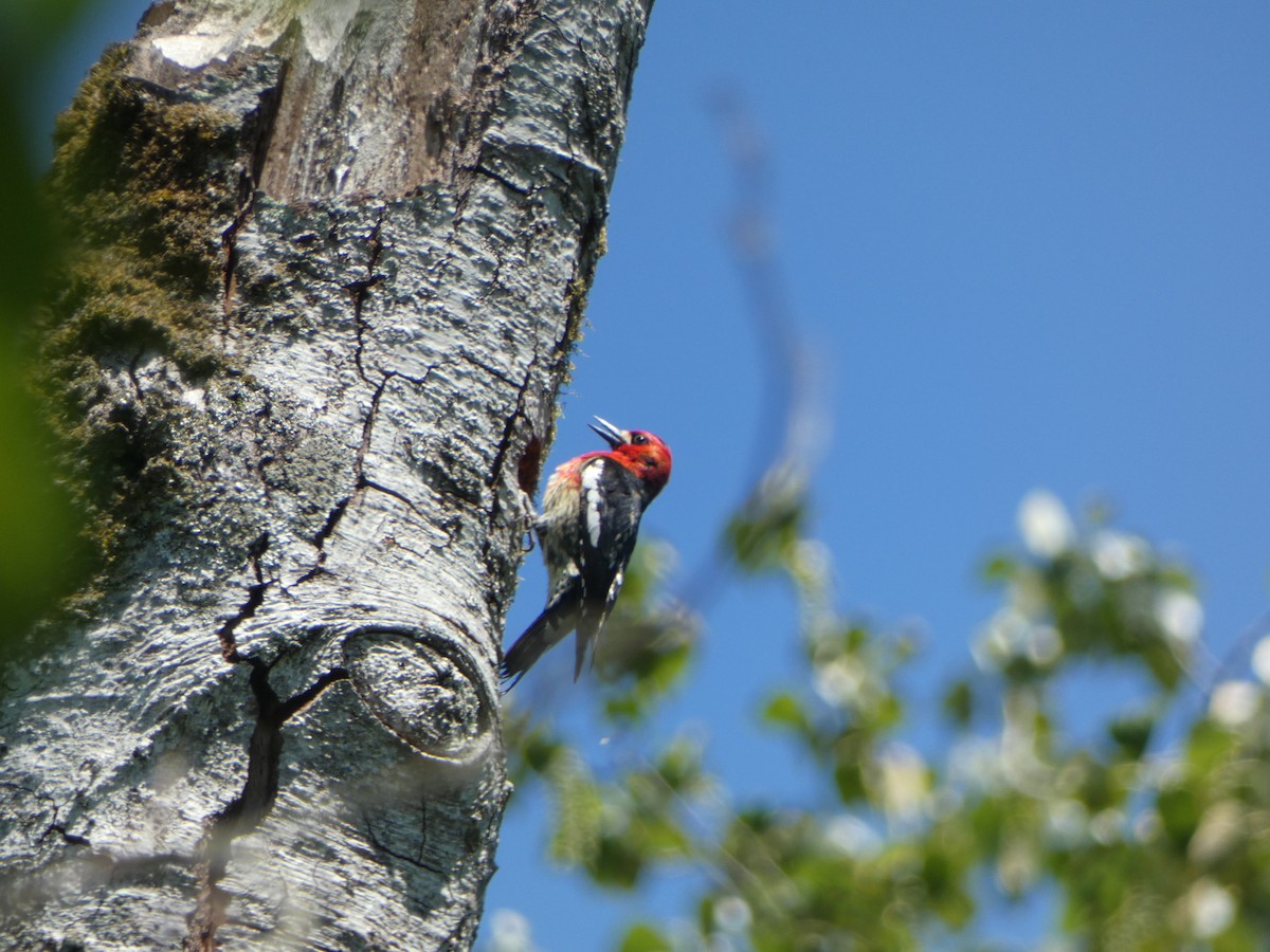 Red-breasted Sapsucker - ML619174187
