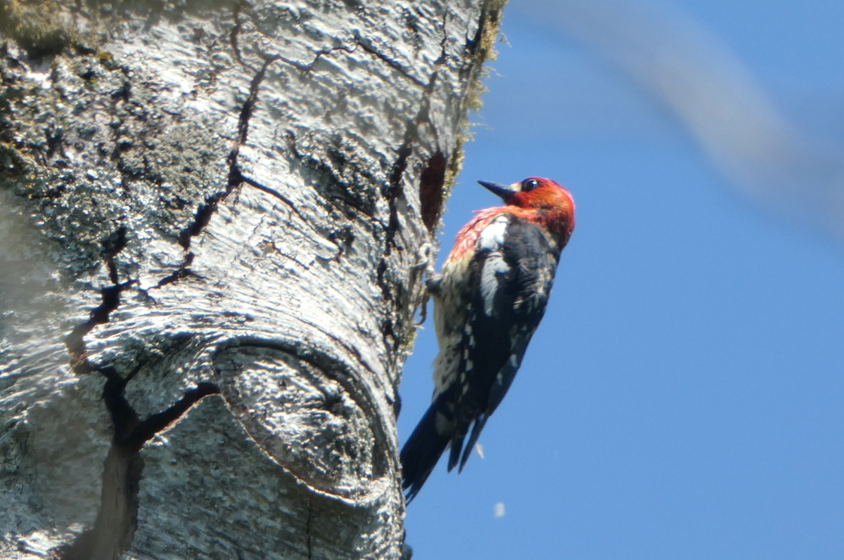 Red-breasted Sapsucker - ML619174188