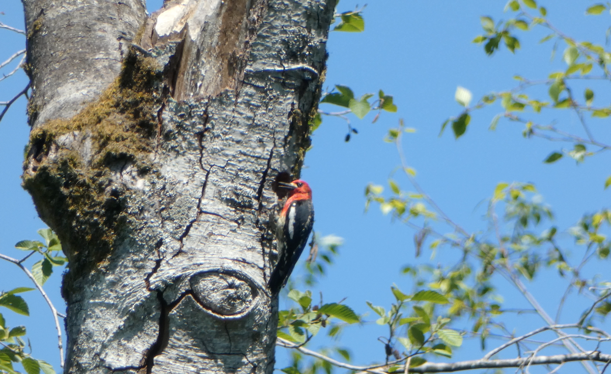 Red-breasted Sapsucker - ML619174190
